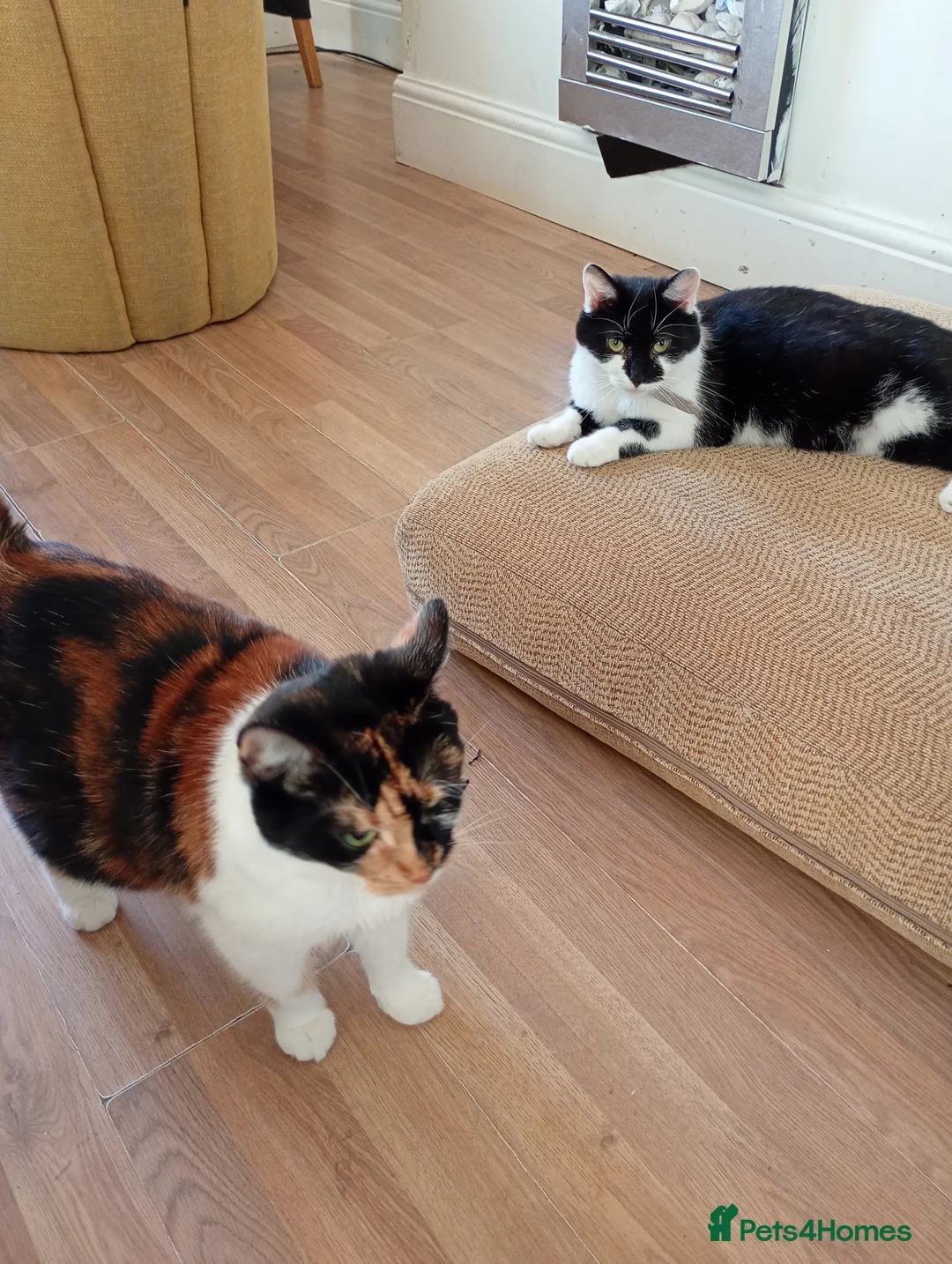 Mixed Breed cats for sale: 2 females pregnant - Advert 1
