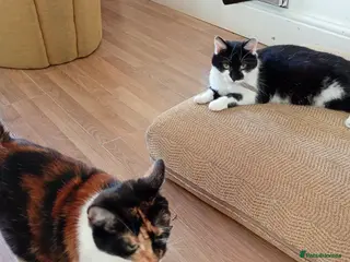 Mixed Breed cats 2 females pregnant - Advert 7