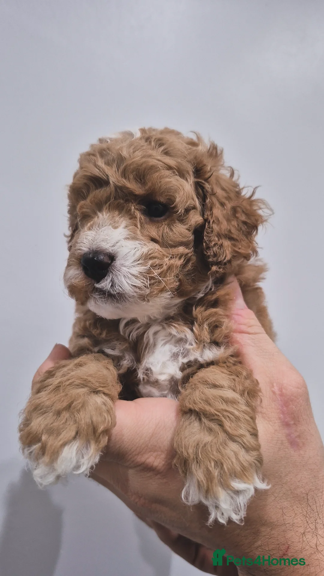 Cockapoo dogs for sale: Last boy remaining. F1B red cockapoo puppies - Advert 23