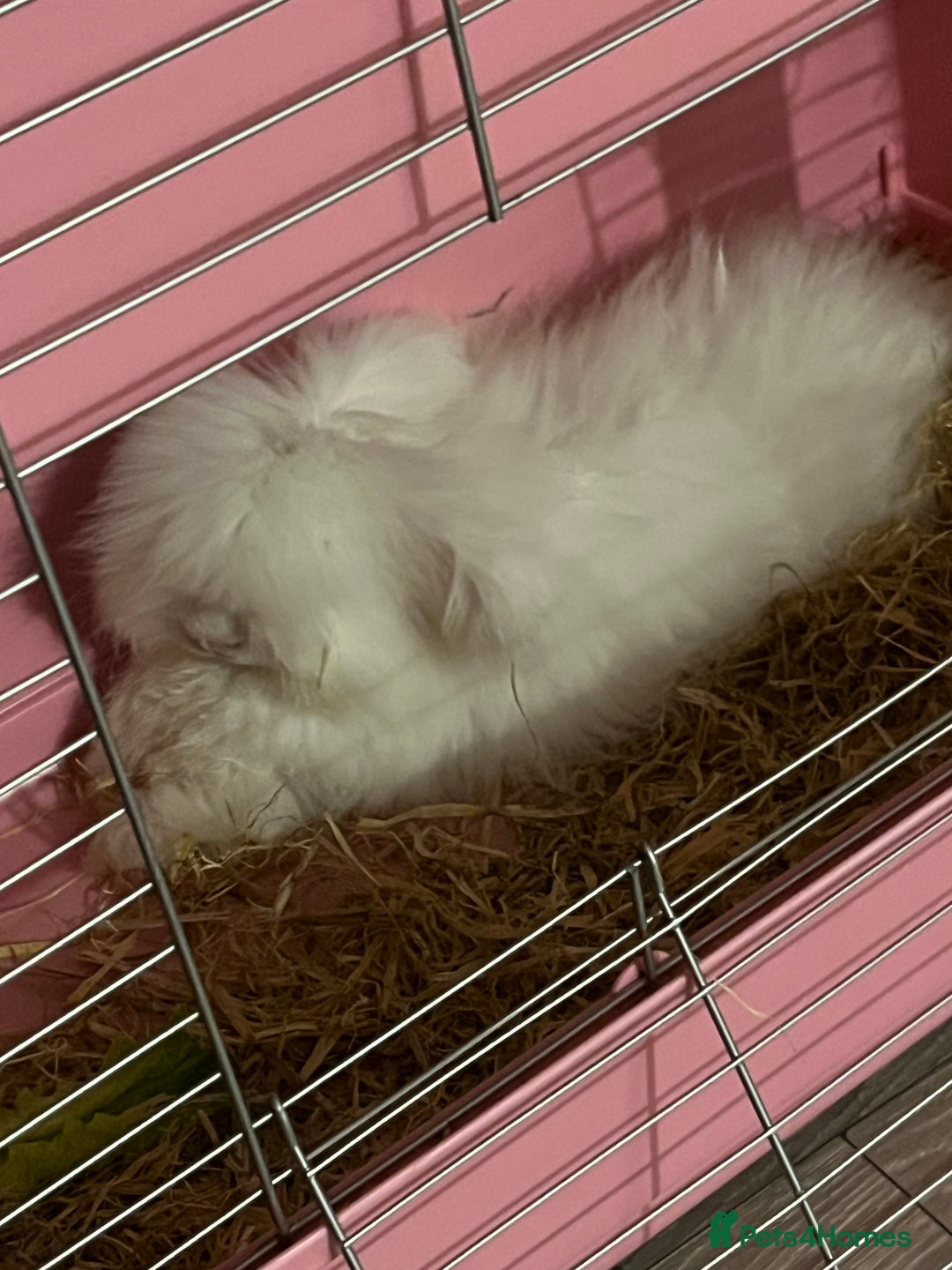 Angora rabbits for sale: Angora bunny - Advert 4