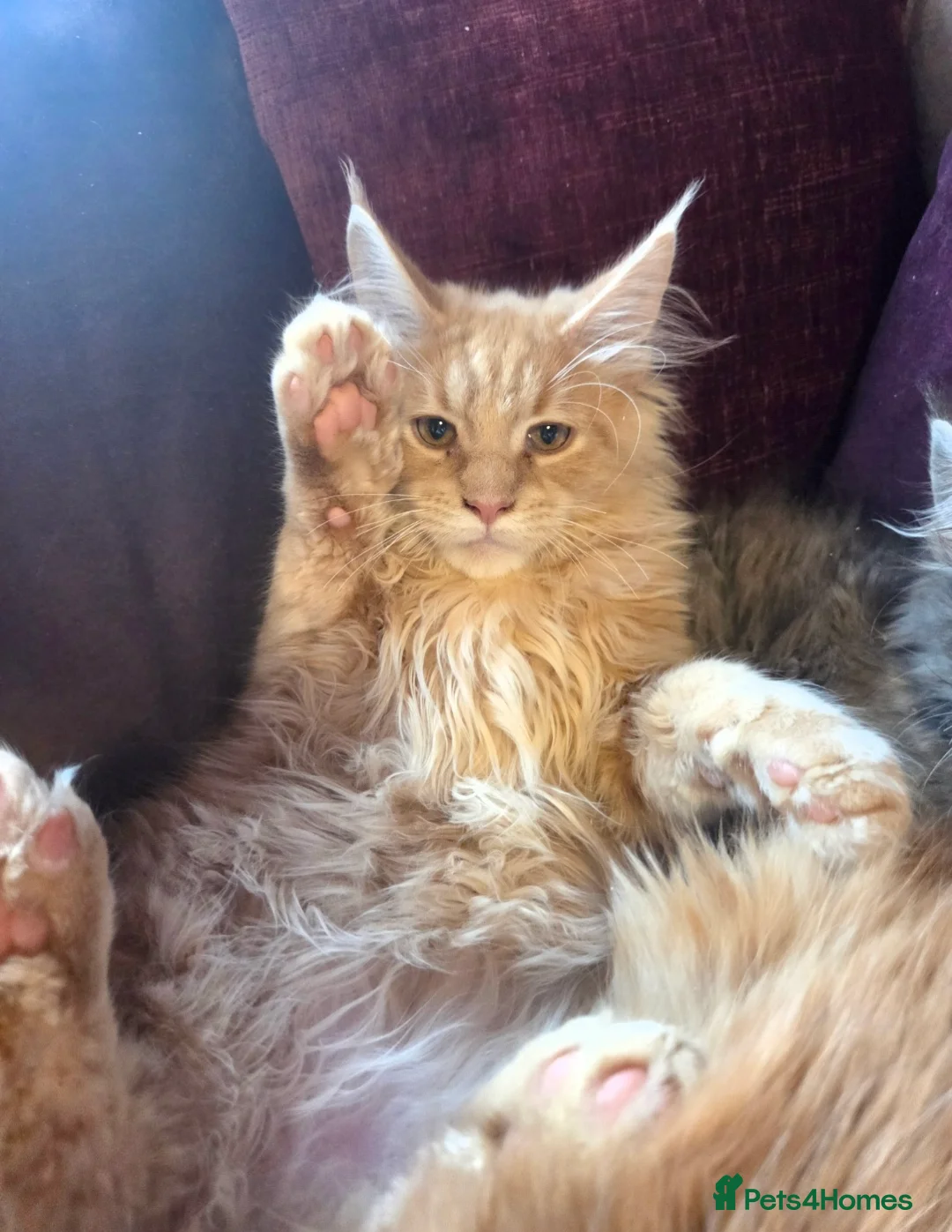 Maine Coon cats for sale: TiCA reg/Parents Fully Health Tested - Advert 16