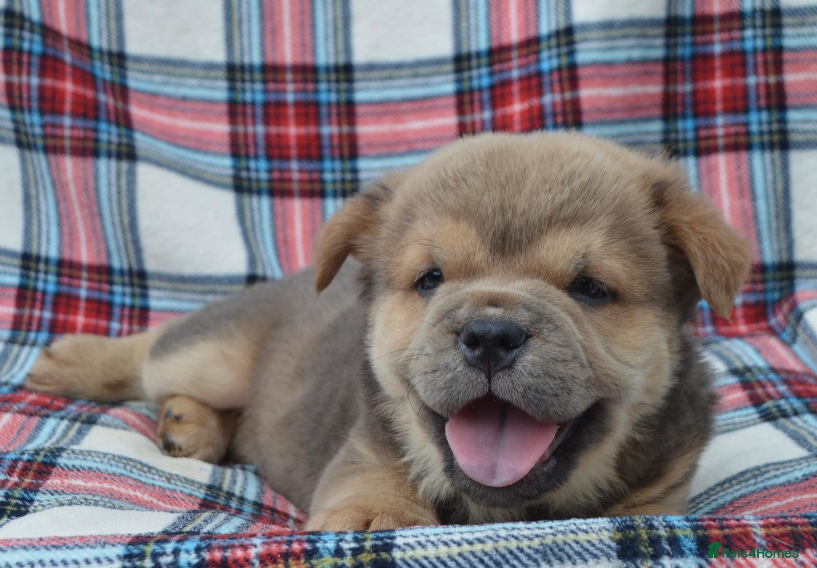 Chow Chow dogs beautiful smooth and rough coat chow babies - Advert 1