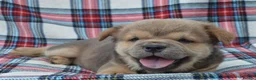 Chow Chow dogs for sale: beautiful smooth and rough coat chow babies - Advert 1