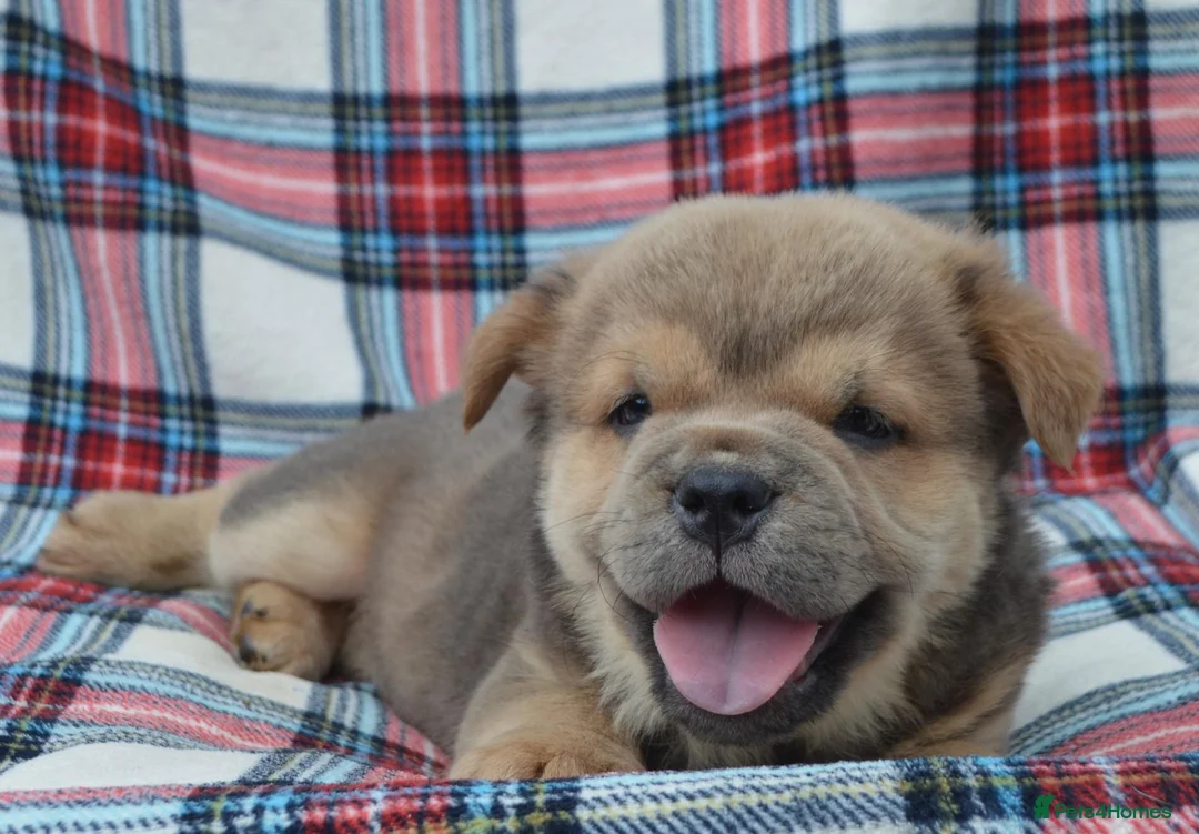 Chow Chow dogs for sale: beautiful smooth and rough coat chow babies - Advert 1