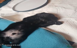 Cocker Spaniel dogs for sale:  Cocker spaniel puppies  - Image 8