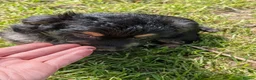 Chorkie dogs for sale: 3 little bundles of joy - Advert 5