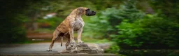 Great Dane dogs for sale: Carefully Planned Litter Reservation List Now Open - Advert 10