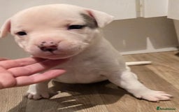 American Bull Staffy dogs for sale: Stunning litter of American bull x staffy puppys  - Advert 3