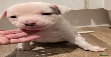 American Bull Staffy dogs Stunning litter of American bull x staffy puppys  - Advert 7