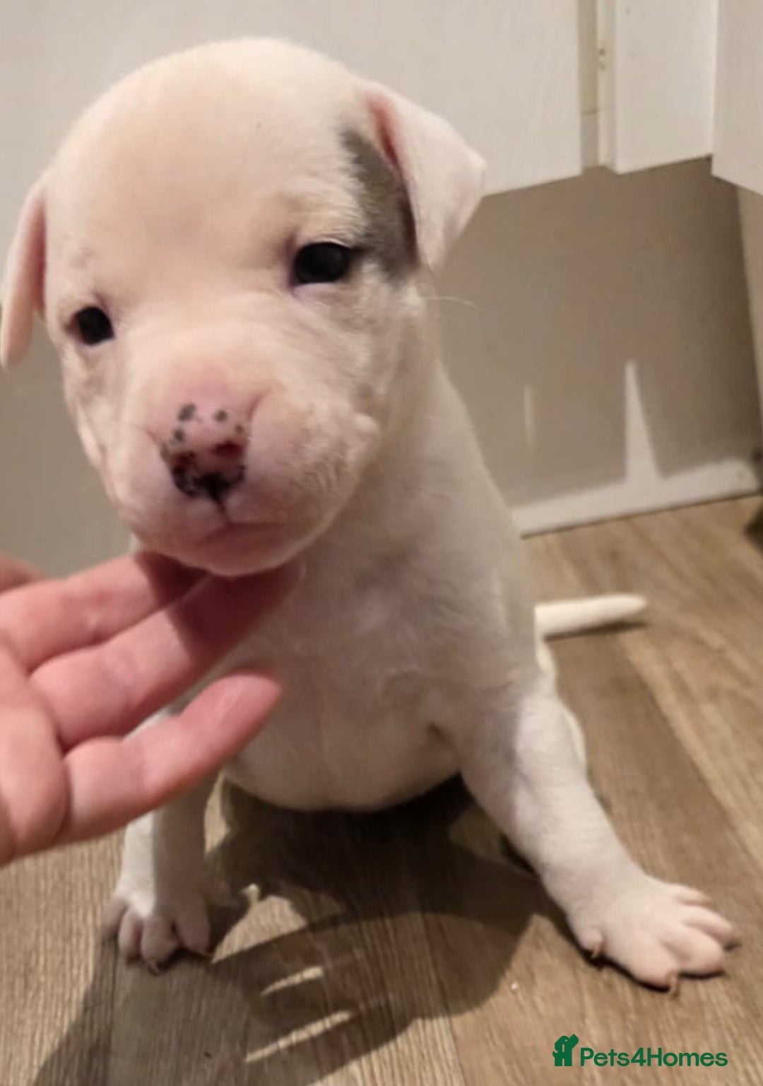 American Bull Staffy dogs for sale: Stunning litter of American bull x staffy puppys  - Advert 3