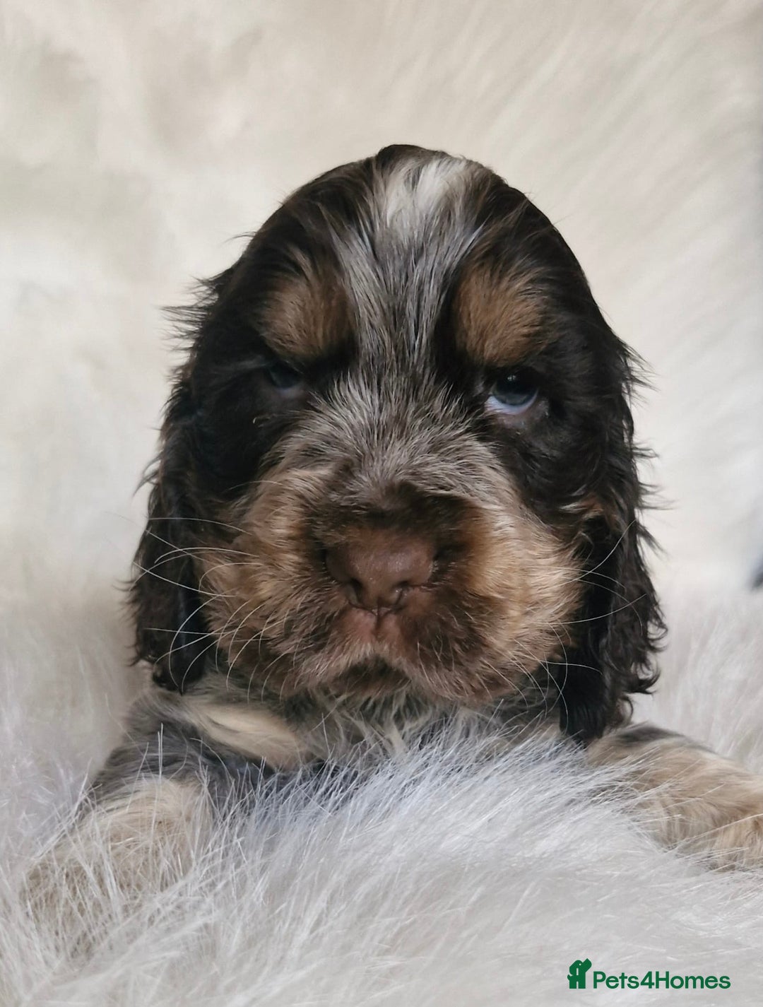 Cocker Spaniel dogs for sale: Lovely show Cocker spaniel puppies 🐶  - Advert 5