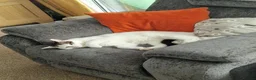 Mixed Breed cats for sale: LOOKING NOT SELLING for a female kitten in Eastbourne - Advert 3