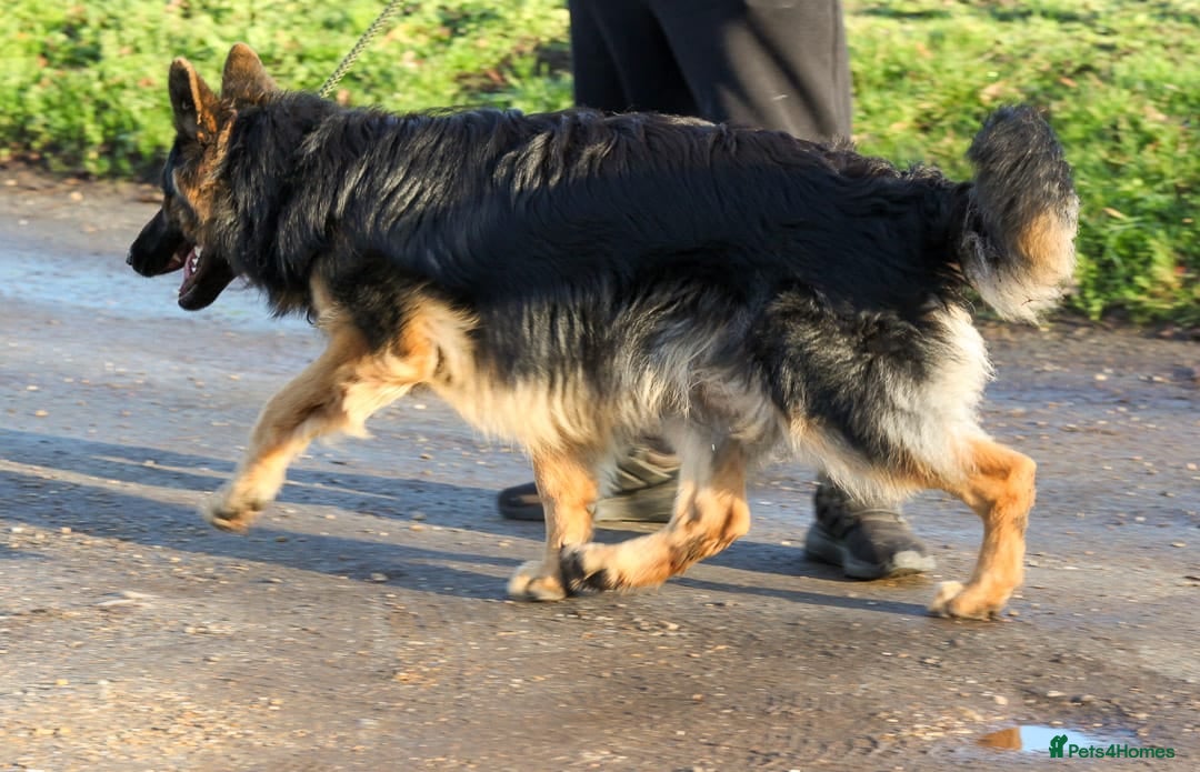 German Shepherd dogs for sale: Beautiful 11 month old Dark Sable Boy - Advert 7