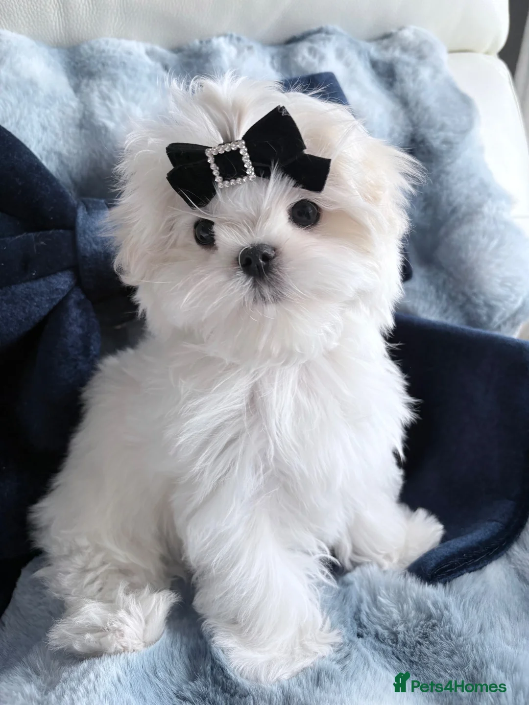 Maltese dogs for sale: 🖤Gorgeous Korean boy available 🖤 - Advert 2