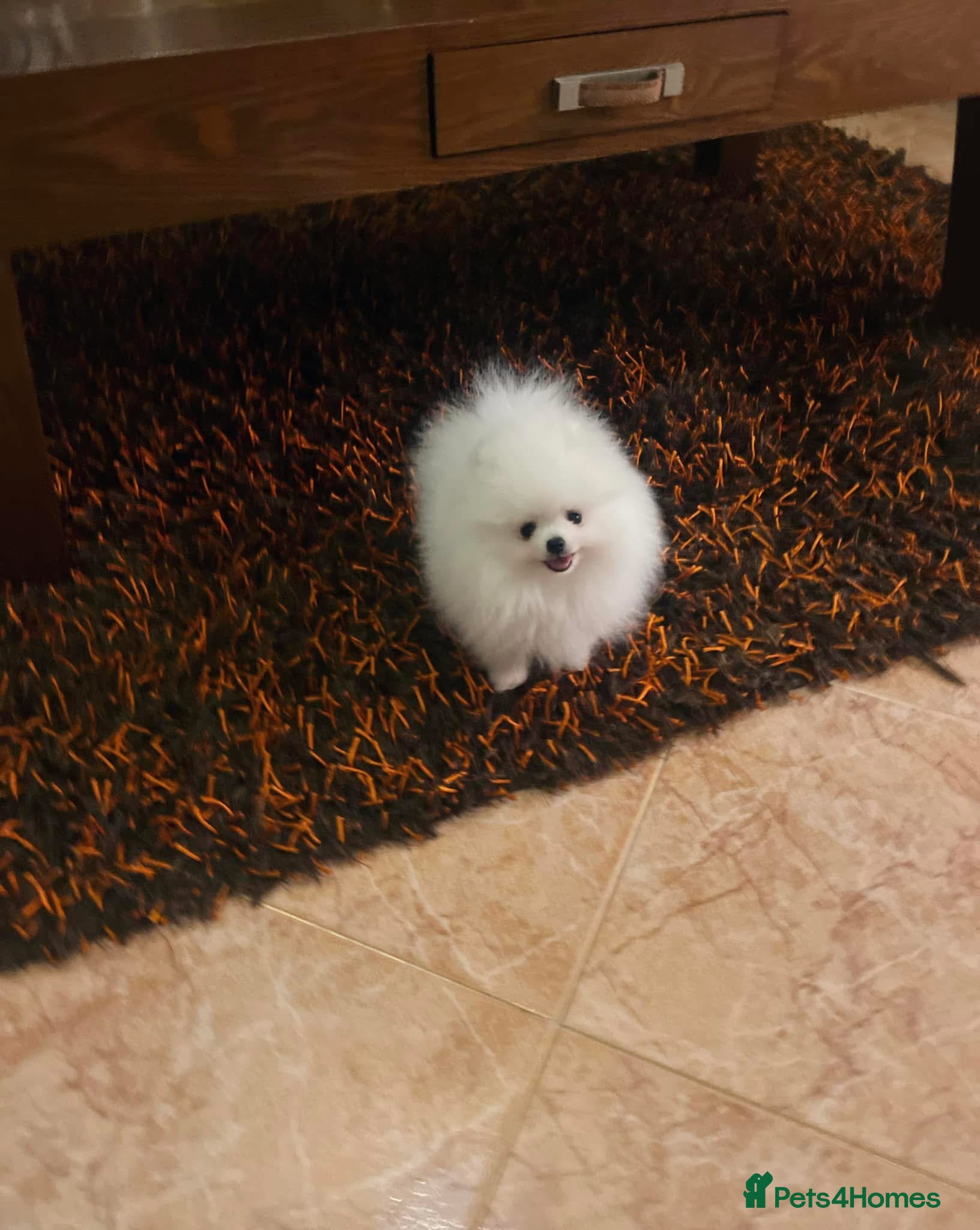 Pomeranian dogs for sale: Xxxx small pure white KC puppies  - Advert 9