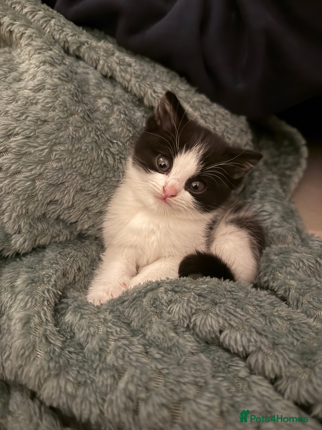 Mixed Breed cats for sale: 2 kittens for sale, 1 Female 1 Male - Advert 2