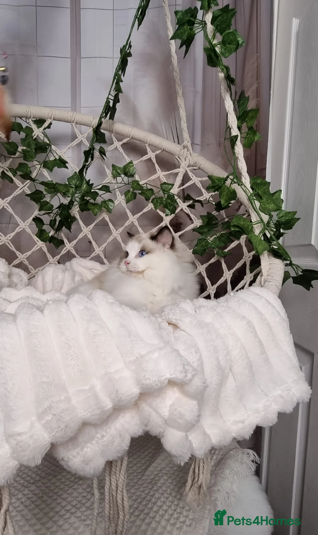 Ragdoll cats for sale: Exceptional Tica Registered Ragdoll Kittens - Advert 29