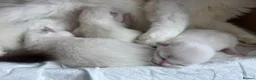 Ragdoll cats for sale: Pure Ragdoll Kittens – Available for Reservation  - Advert 5