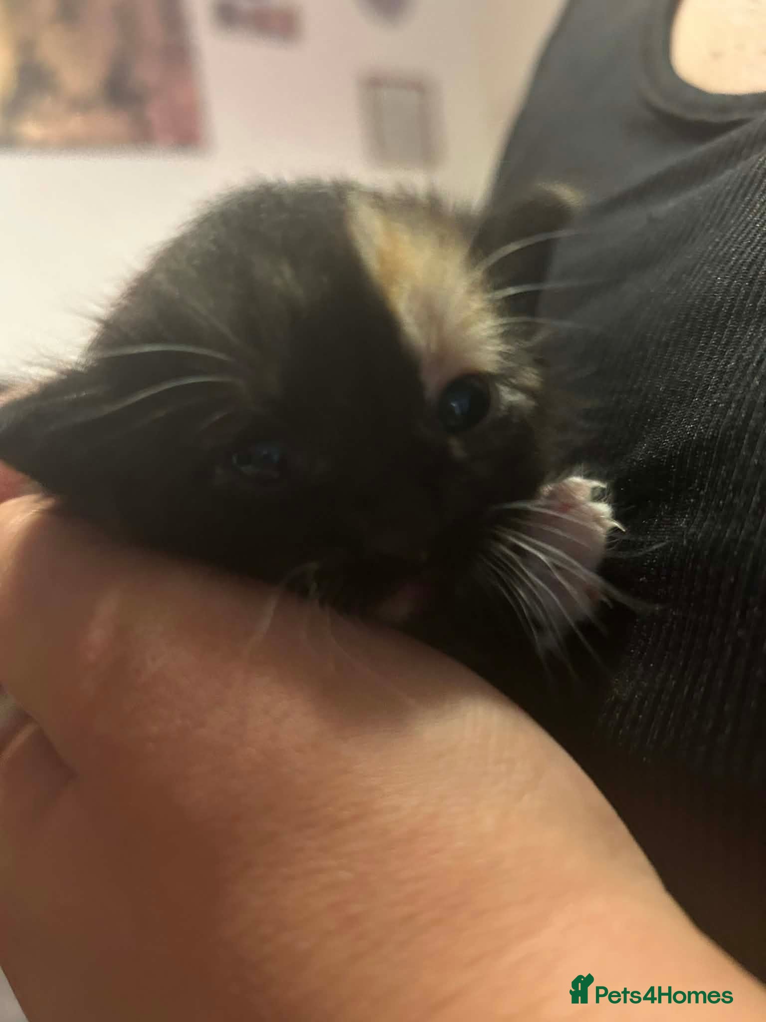 Mixed Breed cats Kitten/cat - Advert 1