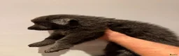 German Shepherd dogs for sale: Stunning pedigree German shepherd puppies  - Advert 4