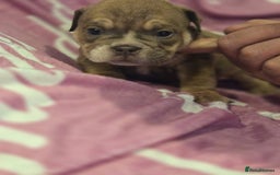 English Bulldog dogs for sale: new english bull dog - Image 18