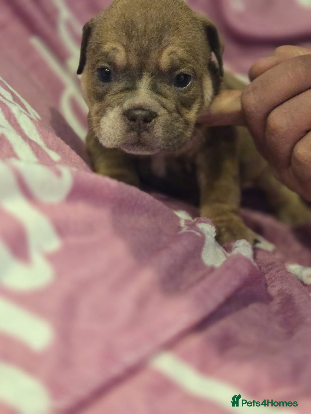 English Bulldog dogs for sale: new english bull dog - Image 18