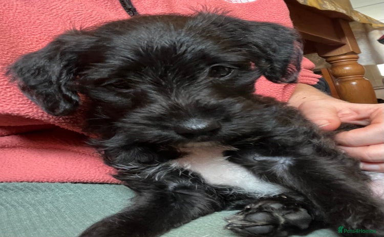 Jackapoo dogs ✨ Gorgeous Jackapoo puppies ready to leave now ✨ - Advert 1