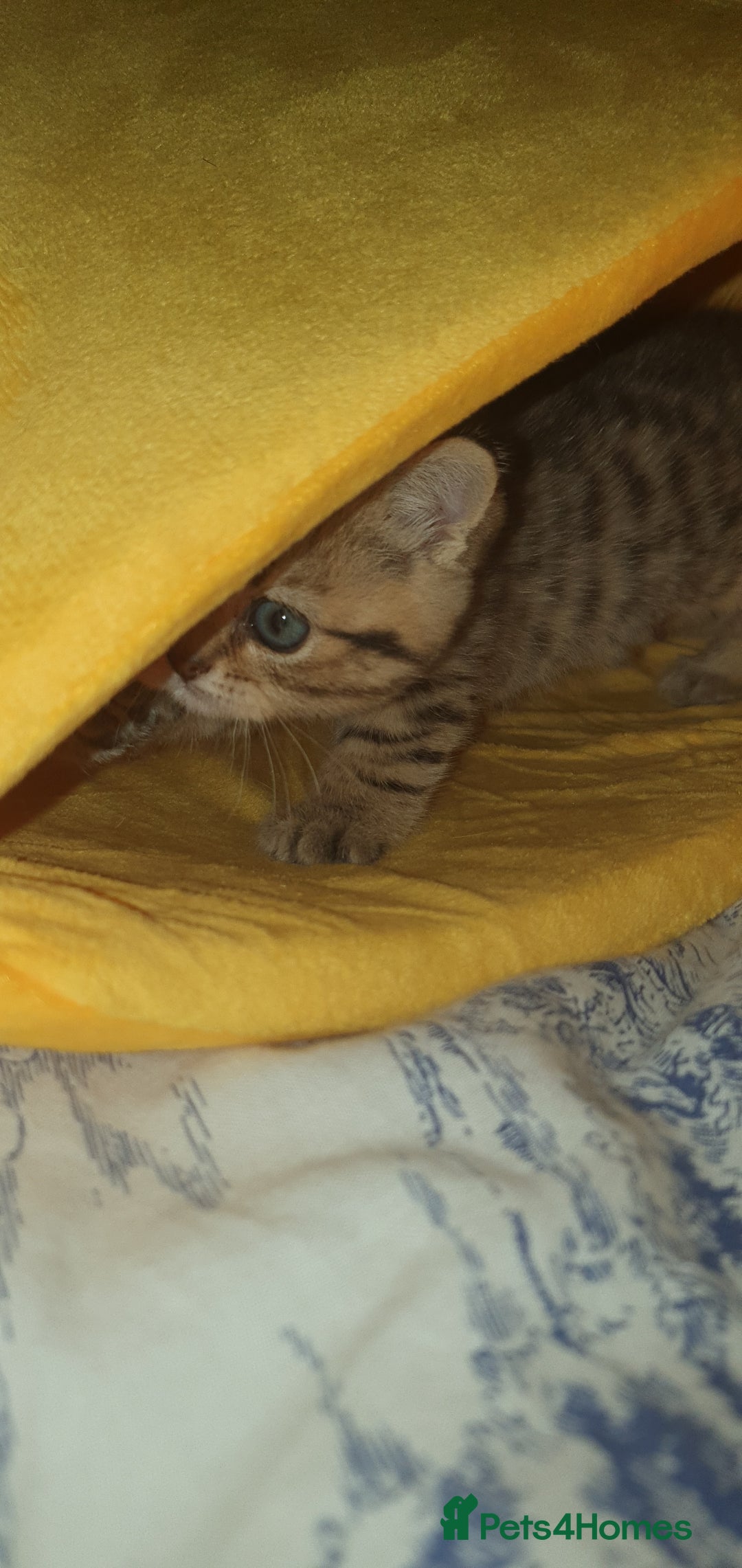 British Shorthair cats for sale: British Shorthair Black Golden Tabby kittens 😸  - Advert 14