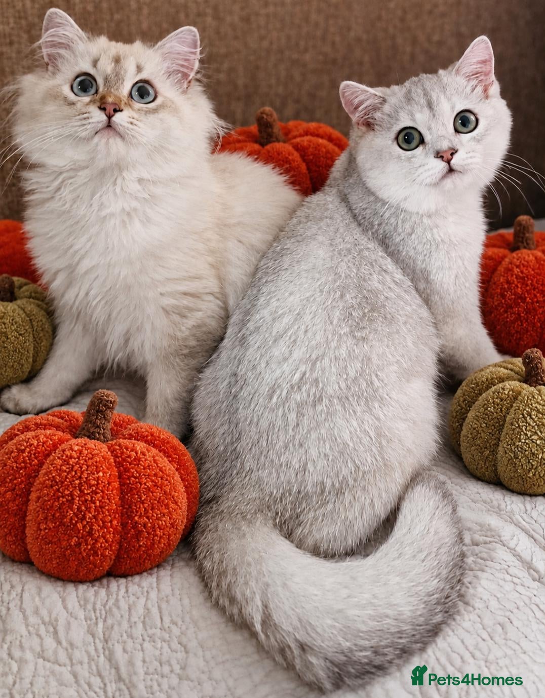British Shorthair cats 💖READY TO GO!💖GOLDEN &SILVER POINT BSH KITTENS💖 - Advert 1