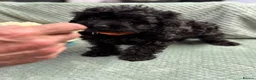Cavapoo dogs for sale: Beautiful Cavapoo puppies - Advert 24