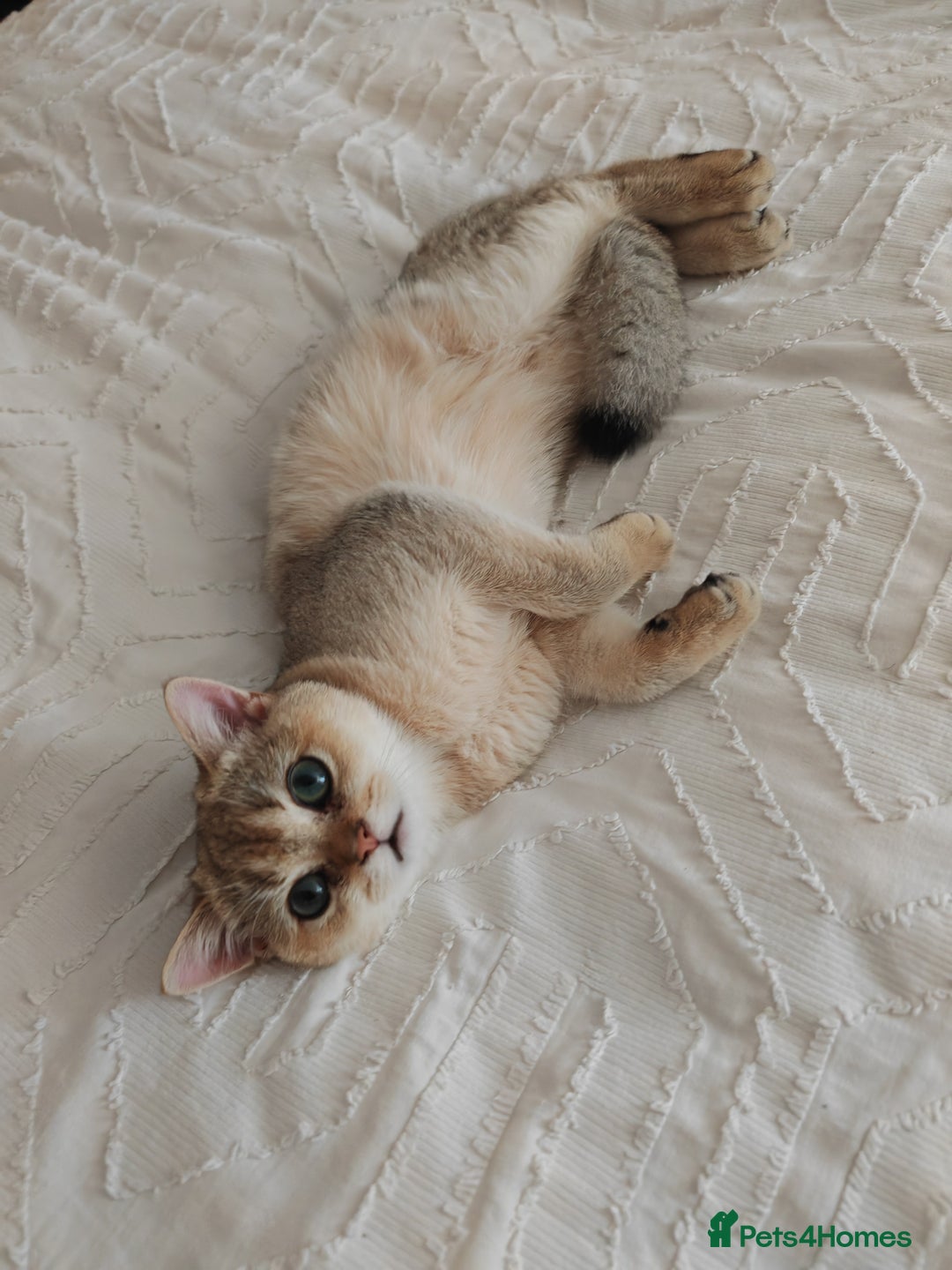 British Shorthair cats for sale: Caring, loving Pure BSH Golden Boy Available  - Image 11