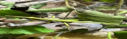 Stick Insects invertebrates for sale: Giant Hooded katydid, Jungles nymphs + stick insec in Torquay - Advert 9