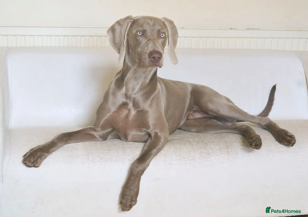 Weimaraner dogs for stud:  KC reg health tested Hipscored stud in Woodbridge - Advert 10