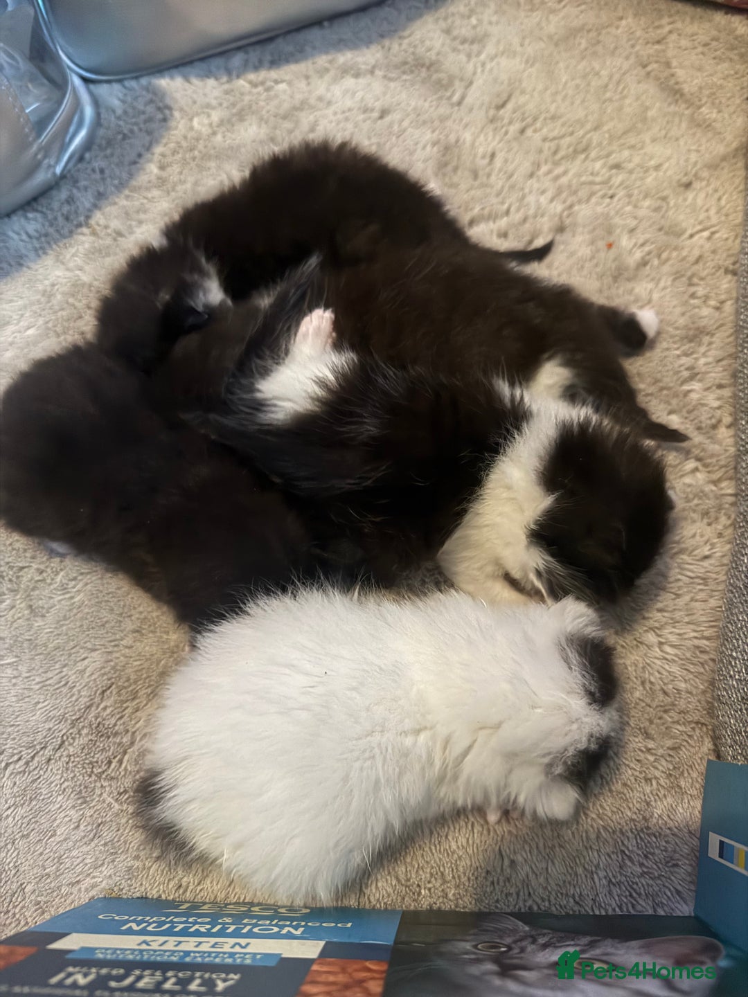 Mixed Breed cats for sale: Mixed breed kittens  - Image 11