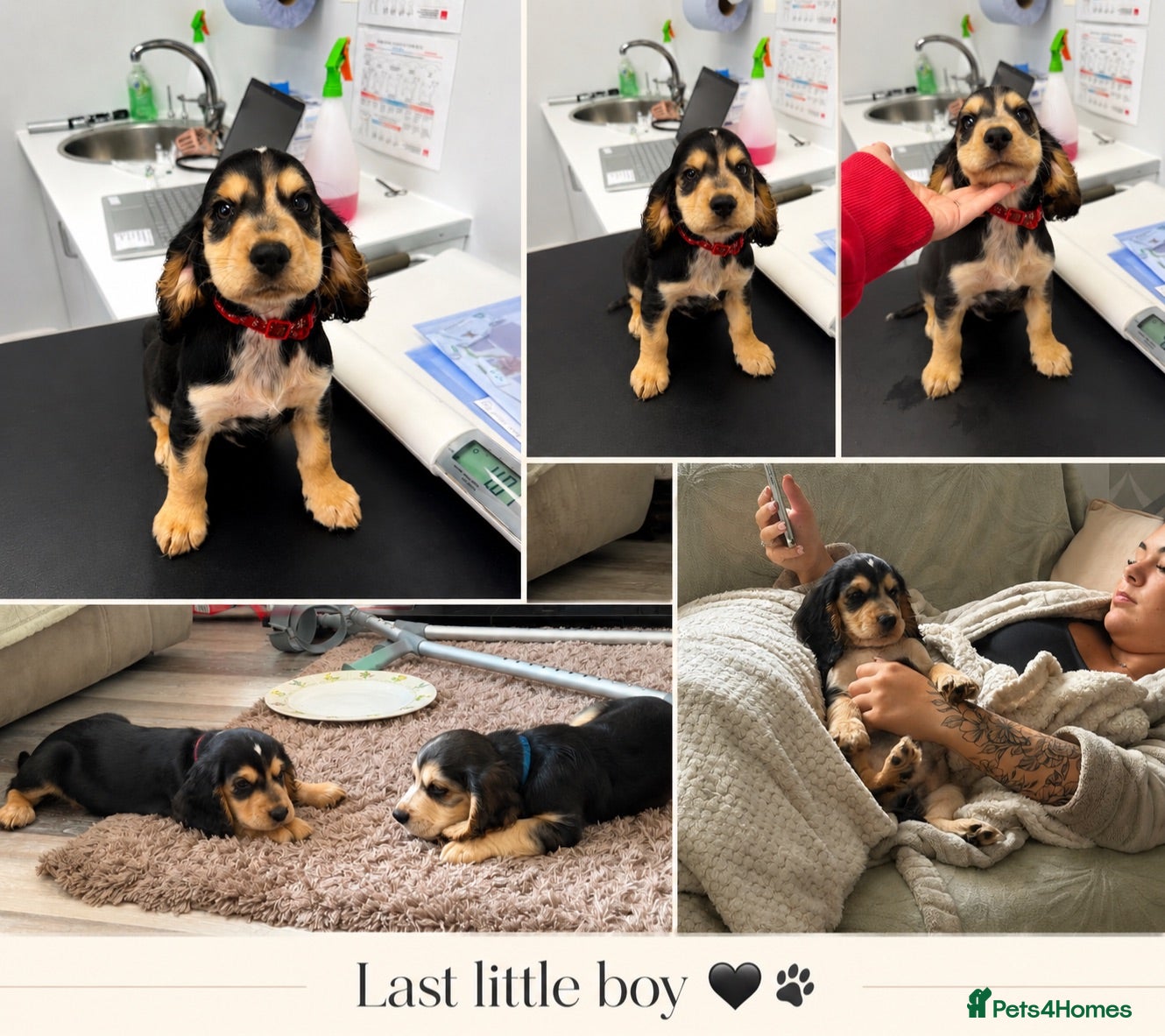 Cocker Spaniel dogs Last little boy looking for his forever family  - Advert 5