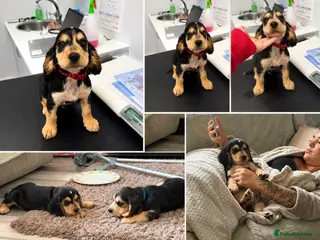 Cocker Spaniel dogs Last little boy looking for his forever family - Advert 3