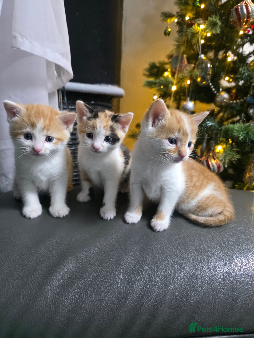 Mixed Breed cats for sale: Beautifull Kittens ready to go  - Advert 1