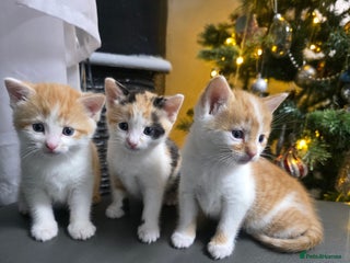 Mixed Breed cats Beautifull Kittens ready to go - Advert 1