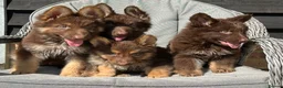 German Shepherd dogs for sale: CHOCOLATE AND TAN LONG COATED GERMAN SHEPARDS  in West Malling - Advert 23