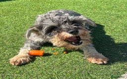 Miniature Schnauzer dogs for sale: KC reg & health tested Mini Schnauzer 🩷 2yrs old - Image 3