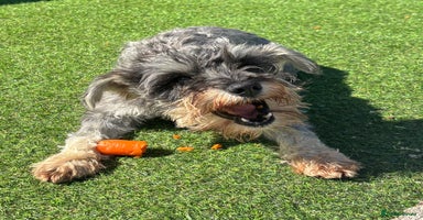 Miniature Schnauzer dogs - Advert 10