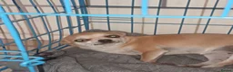 Chihuahua dogs for sale: Female chihuahua dog - Advert 6