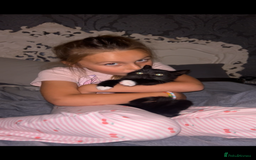 Ragdoll cats for sale: British long haired crossed Ragdoll kittens - Image 8