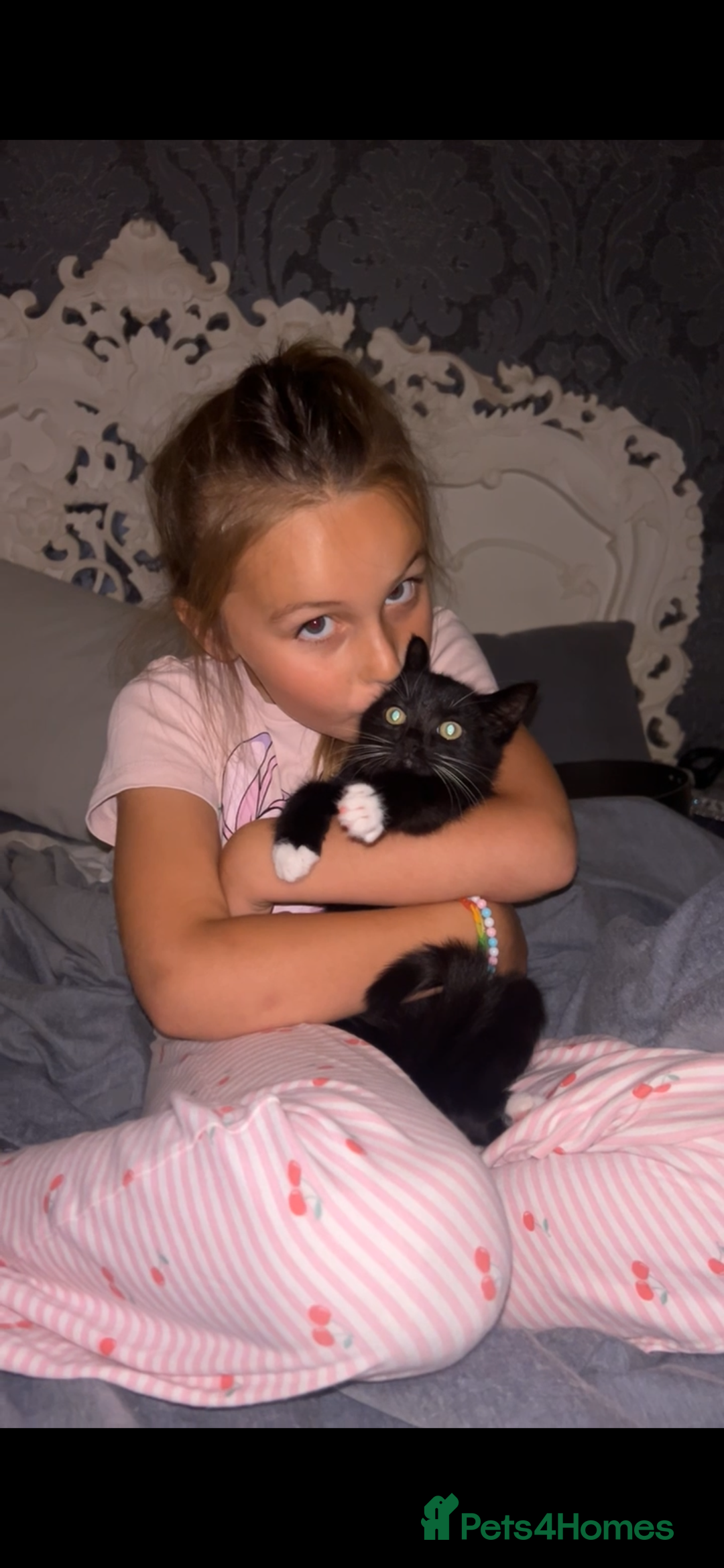 Ragdoll cats for sale: British long haired crossed Ragdoll kittens - Image 8