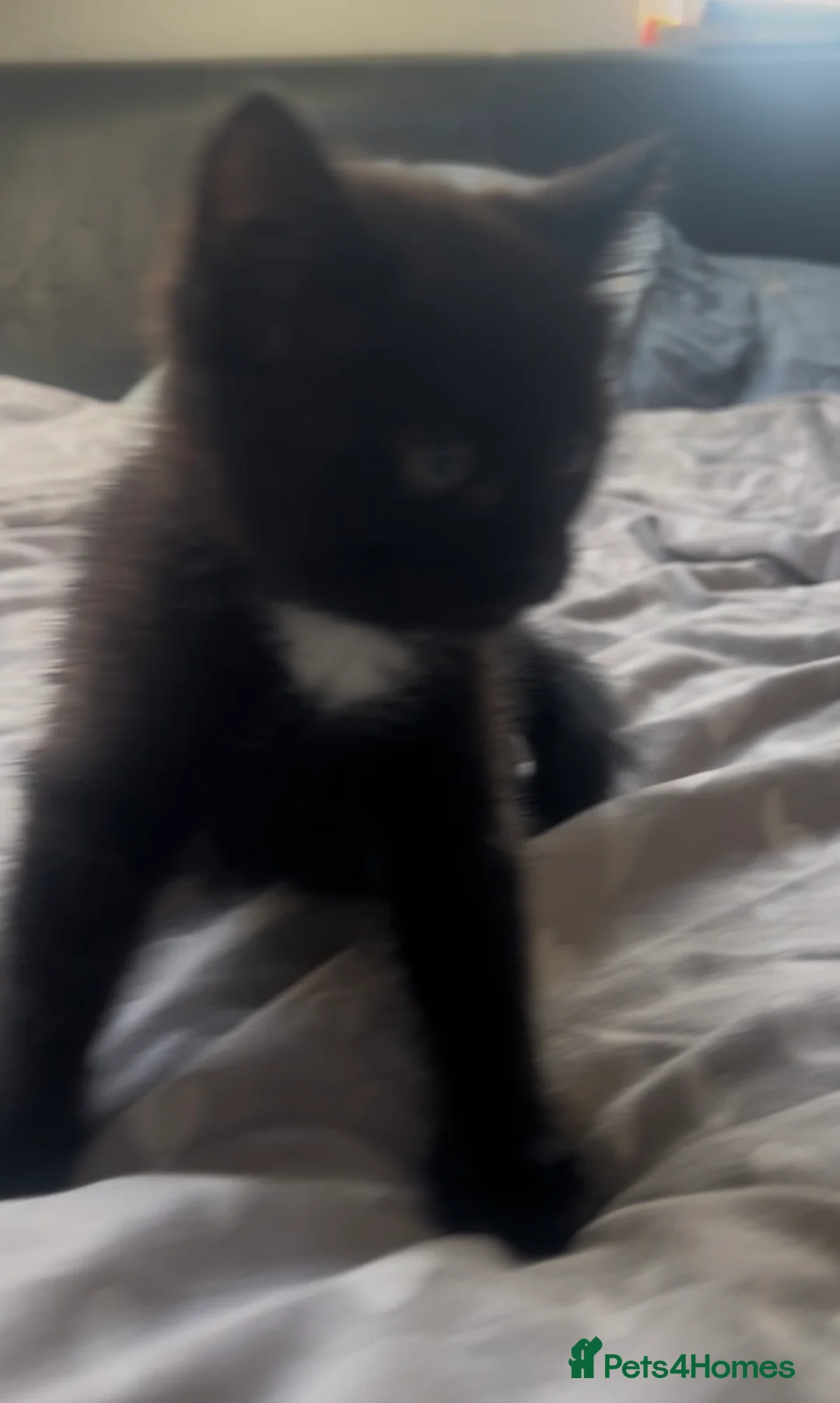 Mixed Breed cats for sale: Cute kittens used to dogs - Advert 5