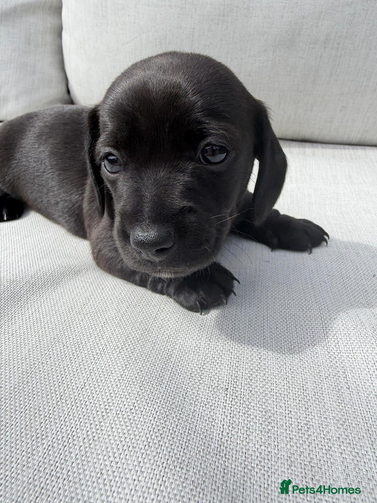 Miniature Dachshund dogs PRA clear KC reg, Unreal Rare colours, black creme - Advert 17