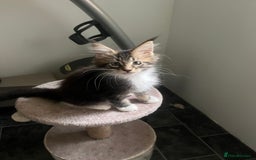 Maine Coon cats for sale: Maine Coon 1 Mackerel Tabby Boy Left Ready To Go - Image 1
