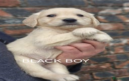 Golden Retriever dogs for sale: KC GOLDEN RETRIEVER PUPPIES HEALTH TESTED PARENTS  - Image 24