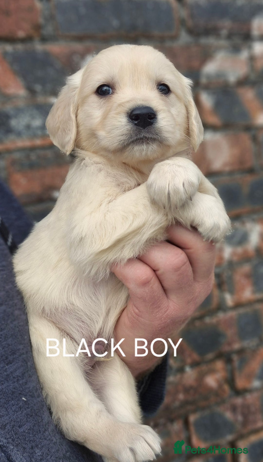 Golden Retriever dogs for sale: KC GOLDEN RETRIEVER PUPPIES HEALTH TESTED PARENTS  - Image 24