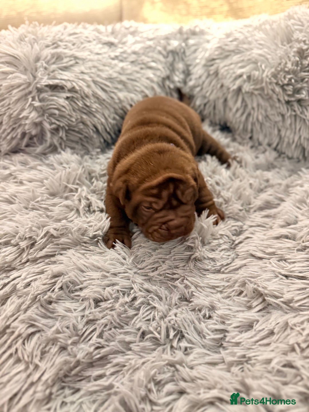 Mixed Breed dogs for sale: Gawjuss Bullpei Puppies 🐶 - Advert 19